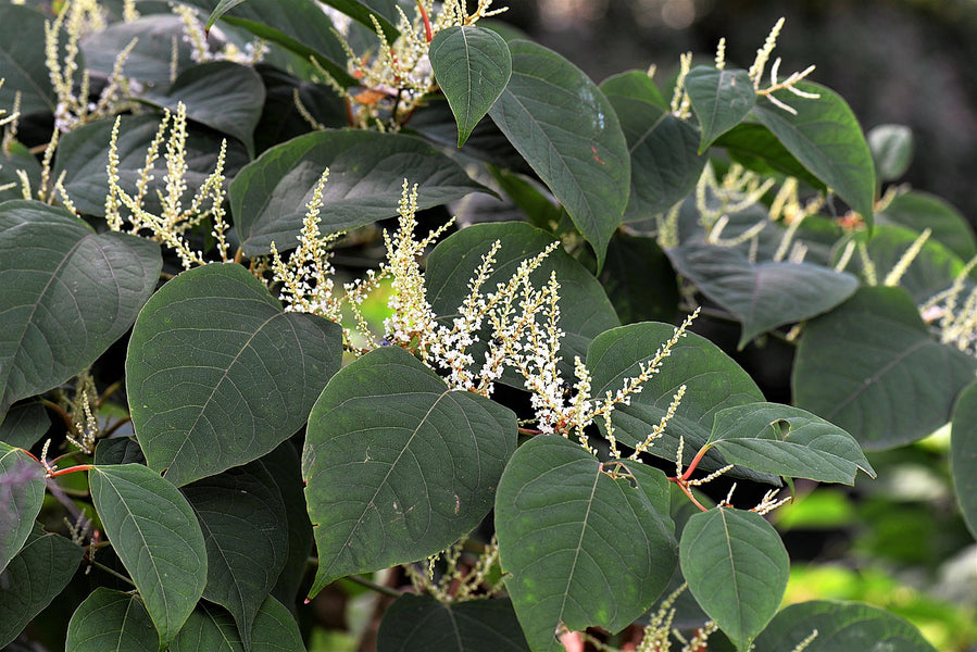 Japanese Knotweed Extract: Harnessing the Power of Resveratrol
